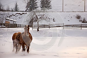 Horse gallop on snow