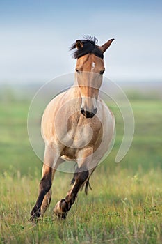 Horse gallop on spring green meadow