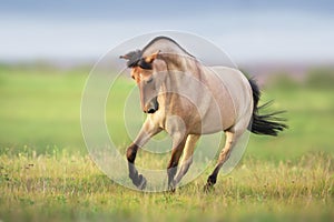 Horse gallop on spring green meadow