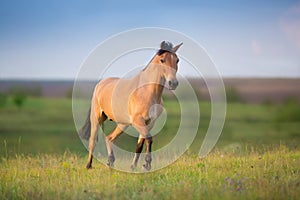 Horse gallop on spring green meadow