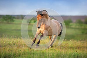 Horse gallop on spring green meadow