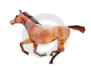 Horse in a gallop on a white background.