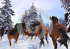 Horse gallop in winter