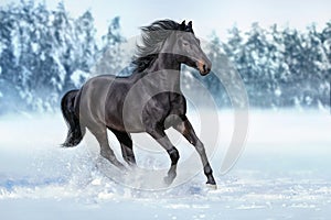 Horse gallopin in snow