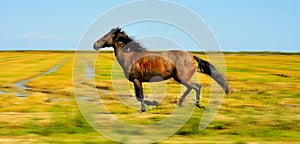 Horse galloping