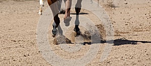 A horse galloping across the sand. Dust from under the hooves. Close-up of the stallion's legs. Banner size