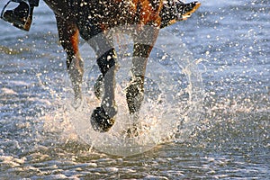 Horse galloping at beach at sunrise