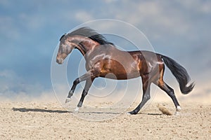 Horse galloping in desert