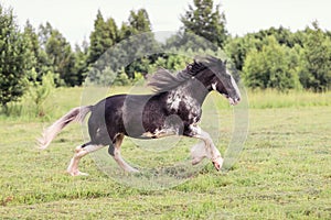 Horse galloping in the field