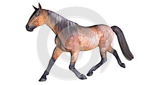 Horse galloping, hoofed animal on white photo