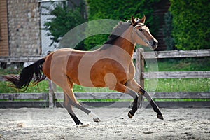 horse galloping in paddock