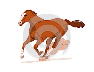 Horse galloping, racing. Thoroughbred stallion running at fast speed, powerful steed rushing with endurance, stamina photo