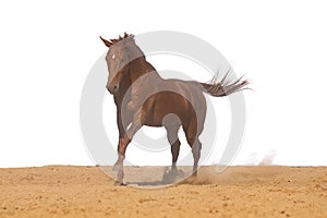 Horse galloping on sand on a white background