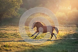 Horse galloping in sunlight