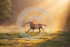 Horse galloping in sunlight