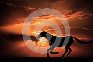 Horse galloping sunset photo