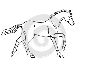 Horse galloping - vector linear picture for coloring. Outline. Hand drawing. A horse in a canter center, phase with support on two