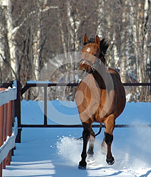 Horse galloping in winter