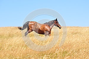 Un caballo ella galopó 