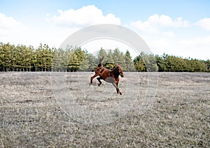 The horse gallops in gait, a portrait in the daylight and rages in the pasture