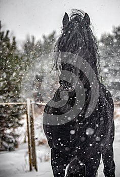 The horse gallops in the snow