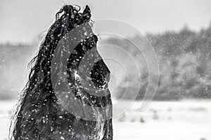 The horse gallops in the snow