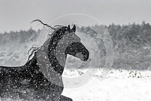 The horse gallops in the snow