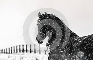 The horse gallops in the snow