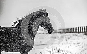 The horse gallops in the snow