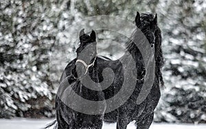 The horse gallops in the snow