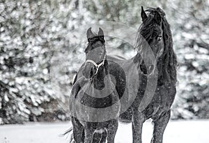 The horse gallops in the snow