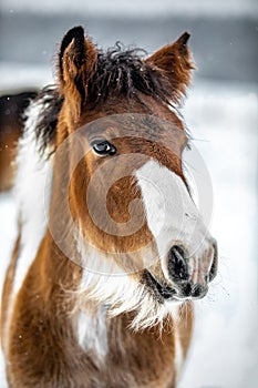 The horse gallops in the snow