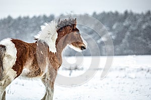 The horse gallops in the snow