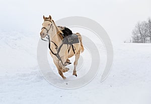 A horse gallops through a snowy field. On a horse harness and saddle.