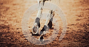 A horse gallops, stepping with shod hooves on an arena. Equestrian sports and horse riding