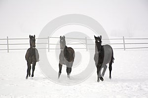 Horse gallops in winter