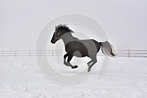 The Horse gallops in winter