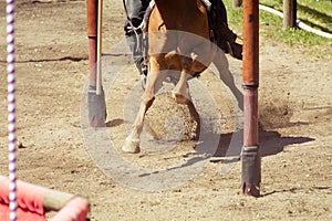 Horse while in galop on race track