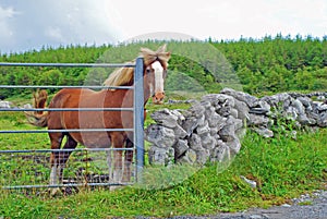 A Horse At The Gate photo