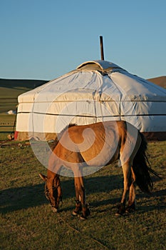 Horse and ger Terelj Mongolia Central Asia photo