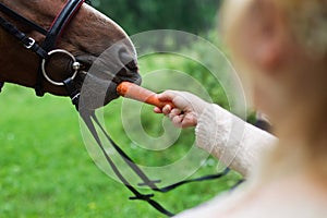 Horse getting carrots from a females hand