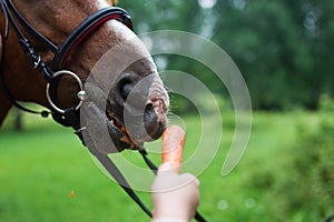 Un caballo conseguir una zanahoria mujer mano 