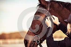 Horse Girl Fastening the Strap on the Bridle