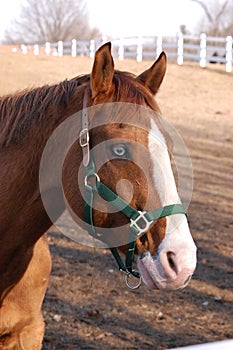 Horse with glass eye