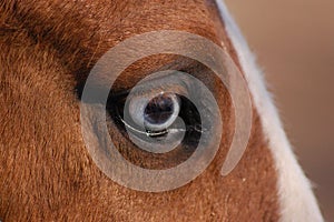 Horse Glass Eye Detail