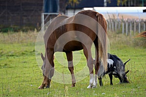 Horse and a goat graze together