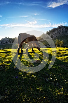Horse in Gorbea at sunset