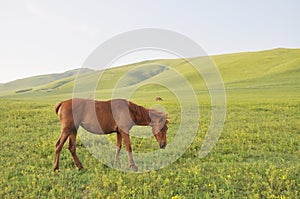 Horse on grass