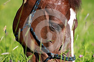 Horse in grass