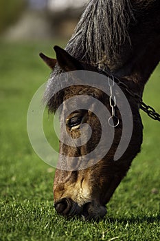 Horse on a grass background in the Ukrainian village